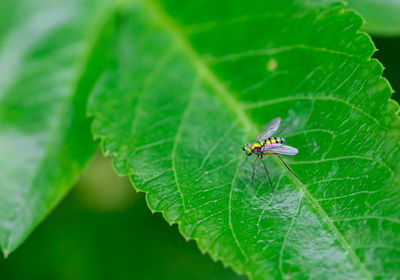 Close-up of fly on leaf