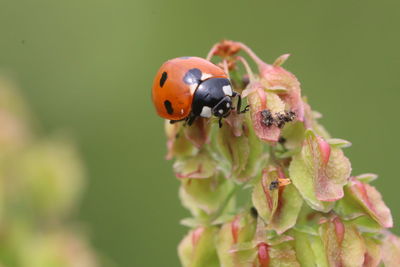 Close-up of ladybug on flower