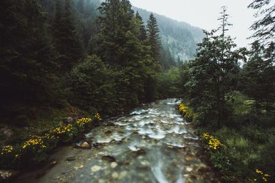 Stream amidst trees in forest