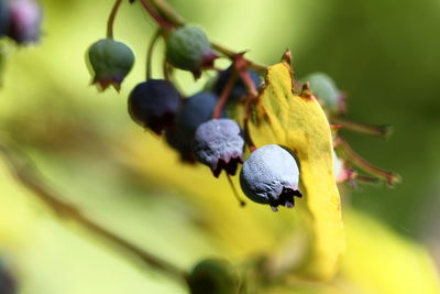 Close-up of fruit growing on tree