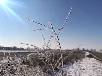 Plants growing on landscape against sky