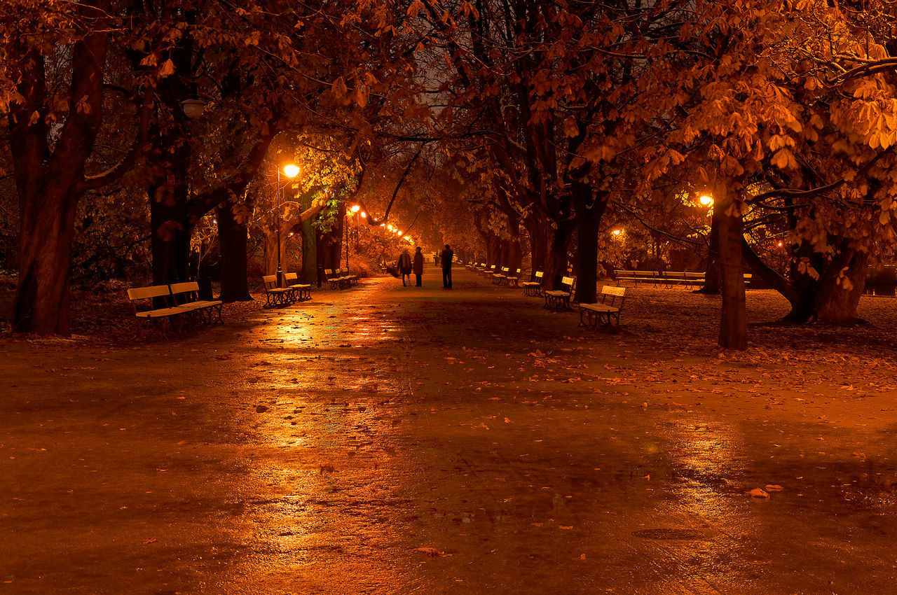 ILLUMINATED STREET AMIDST TREES IN PARK DURING NIGHT