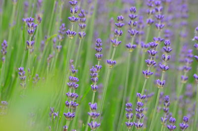 Close-up of flowers growing in field