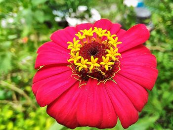 Close-up of red flower