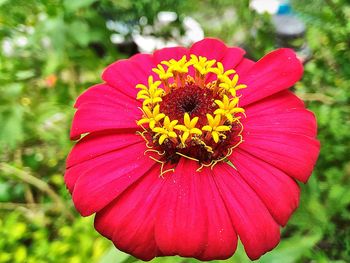 Close-up of red flower