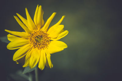 Close-up of yellow daisy blooming outdoors