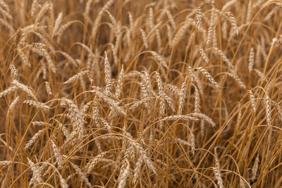 Ripe ears of wheat in a field on a background in gold tones