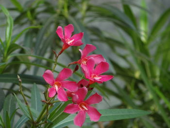 Close-up of pink flowering plant