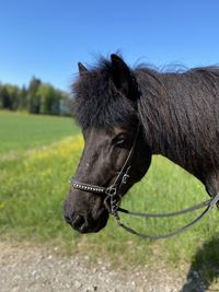 Horse standing on field