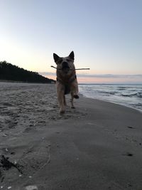 Dog on beach