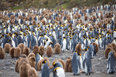 View of birds on land