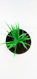 High angle view of potted plant against white background