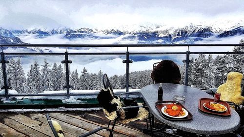 Bare trees in winter