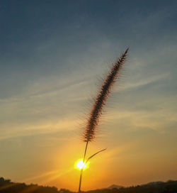 Low angle view of silhouette plants against sky during sunset