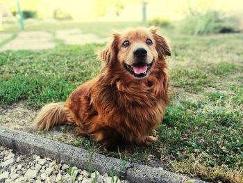 Portrait of dog sitting on grass