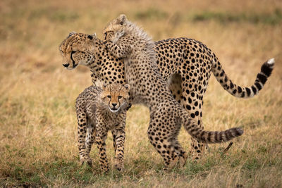 Cheetah family on grassy field 