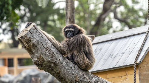 Low angle view of monkey sitting on tree