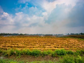Scenic view of agricultural field against sky