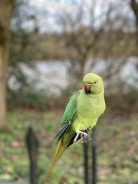 Close-up of parrot perching on tree