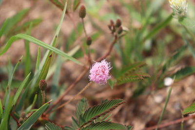 Close-up of pink flowering plant