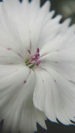 Close-up of white flower