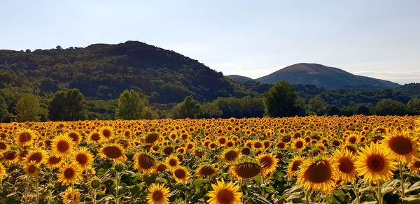 Scenic view of sunflower field against sky