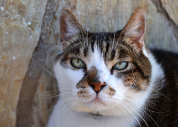 Close-up portrait of cat