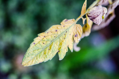 Close-up of leaf during autumn