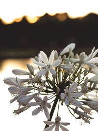 Close-up of white flowering plant against sky