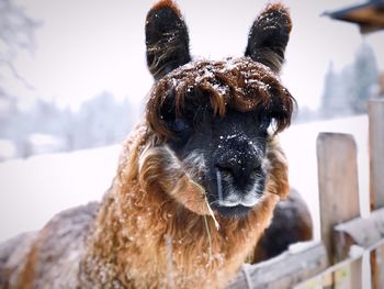 Portrait of pug on snow