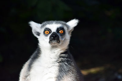 Portrait of lemur