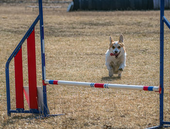 Welsh corgi is taking part in an agility competition.