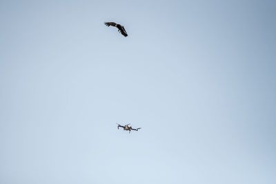 Low angle view of bird flying against clear sky