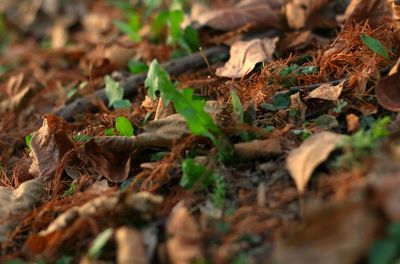 Dry leaves on field