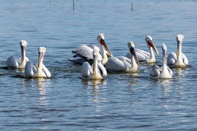 Swans swimming in lake