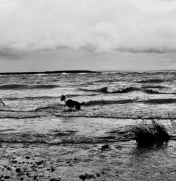 View of dog on beach