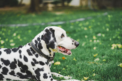 Dalmatian dog looking away on field