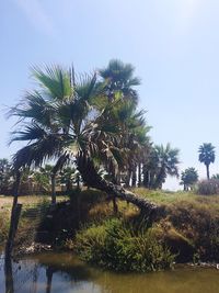 Palm trees against clear sky