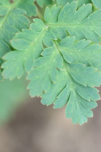 Close-up of wet plant leaves