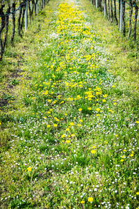 Yellow flowers on field