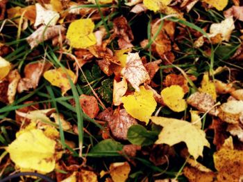 Close-up of autumnal leaves