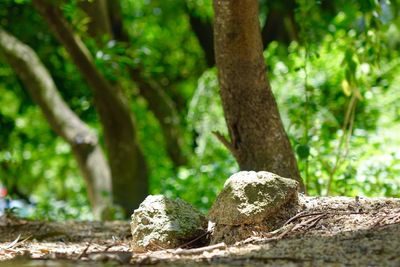 Close-up of tree trunk