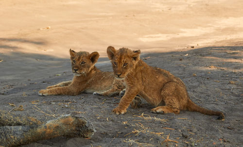 Two lion cubs lying down in the shade of a tree