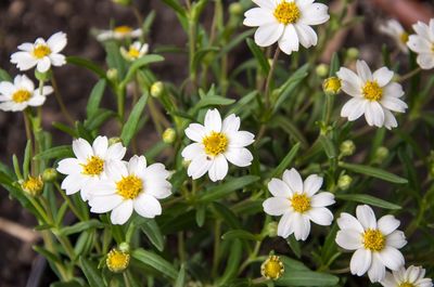 Close-up of white daisy blooming in field