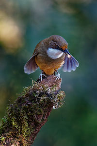 Close-up of bird perching on plant