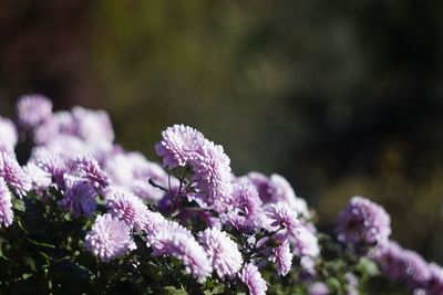 Close-up of flowers blooming outdoors