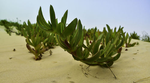 Close-up of plant growing on beach against sky