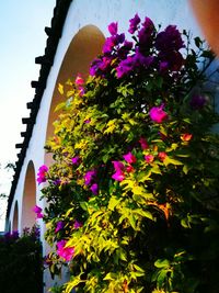 Low angle view of flowers blooming against sky