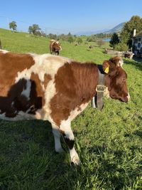 Cows in a field