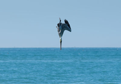 Pelican against clear blue sky